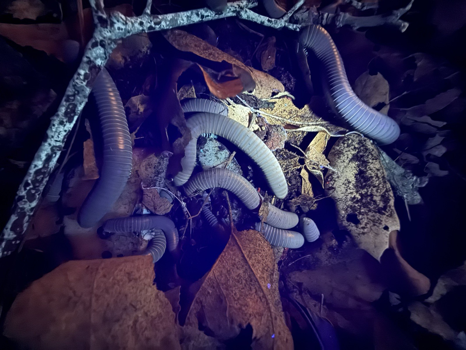 UV REACTIVE Hiltonius Pulchrus Millipede 5 Compost Classroom Pet Millipede Only