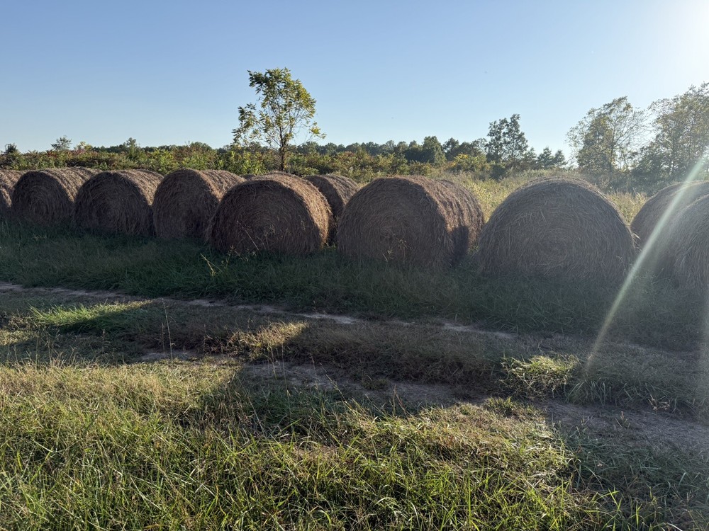 4x5String Wrapped Fescue