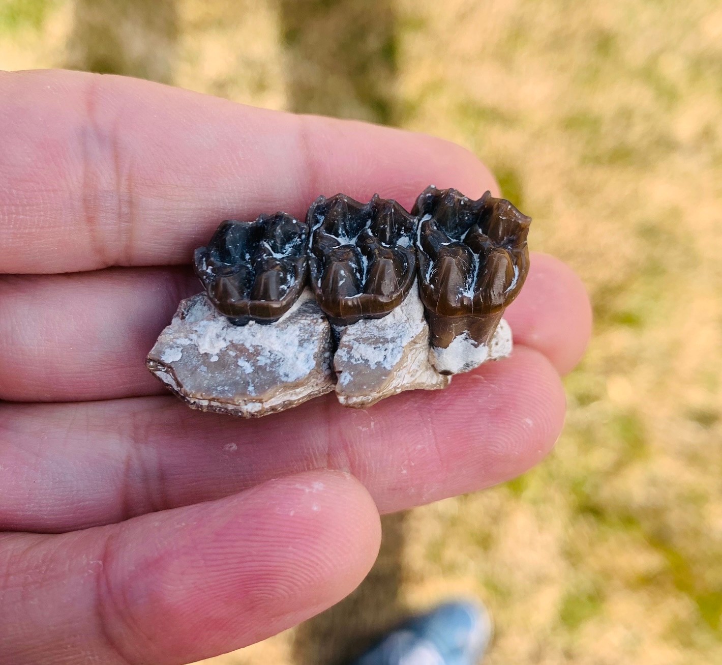 Fossil Horse Mesohippus palate with teeth, White River Badlands, mammal fossils