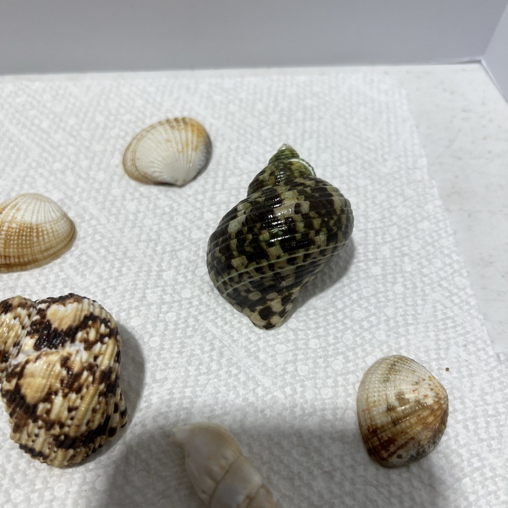 Sea Shells Assorted B1 80 Pieces