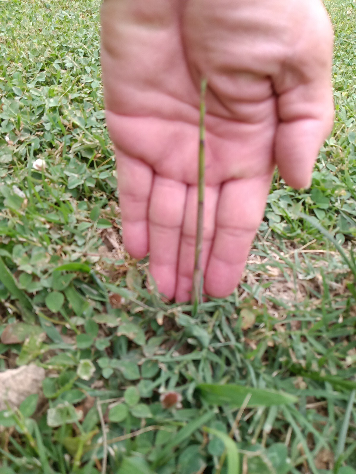 Fall Special MOSO Live Bamboo Root 6pc per order, 5 inches or longer each.