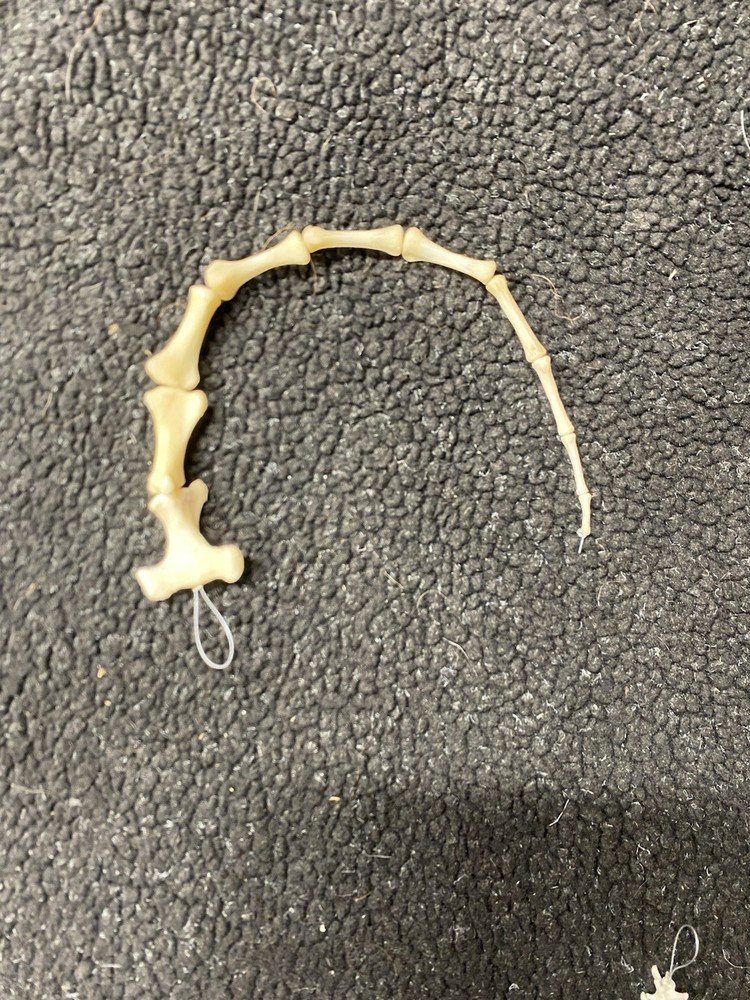 Real cleaned Deer tail bone set, carefully strung on a fine cable for display