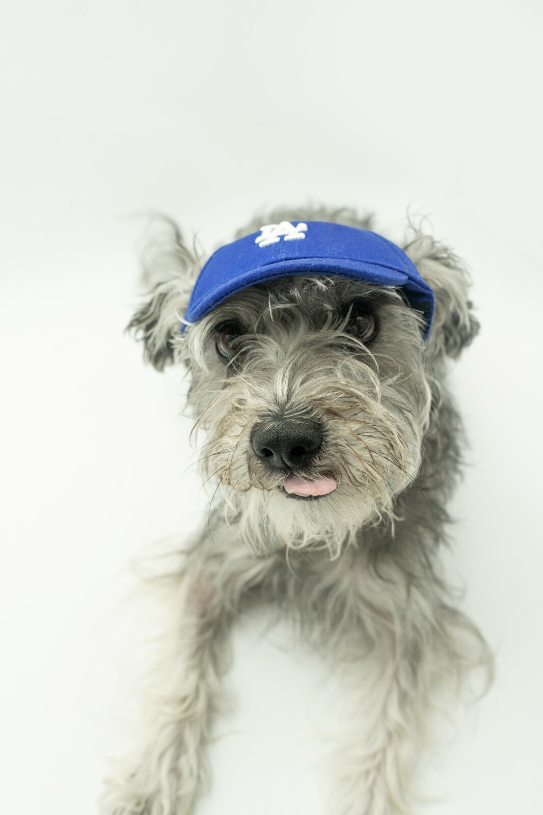 Genuine MLB Los Angeles Dodgers LA Logo Pet Dog Comfortable Cap Navy Blue