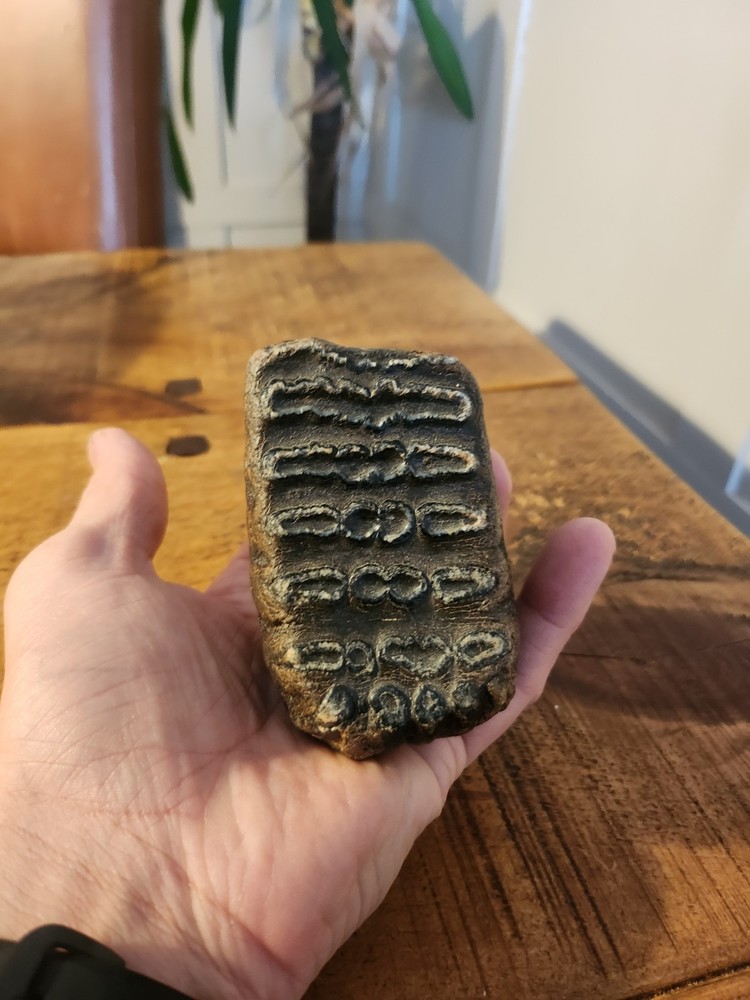 Fossilised tooth found in Happisbugh