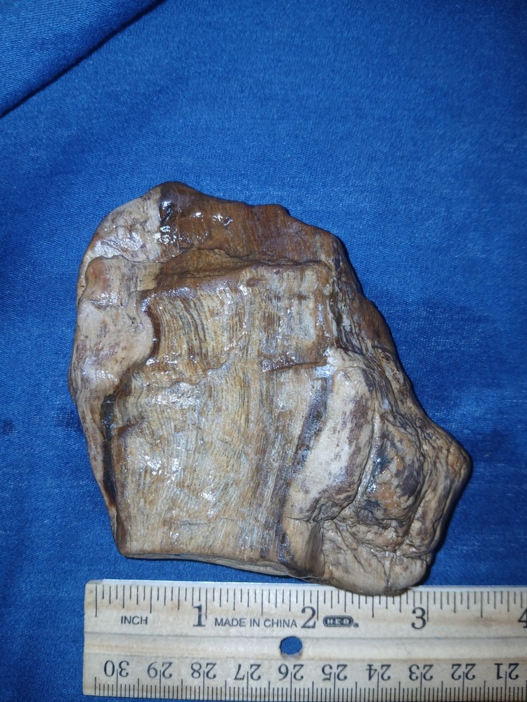 6.oz Petrified Palm Wood