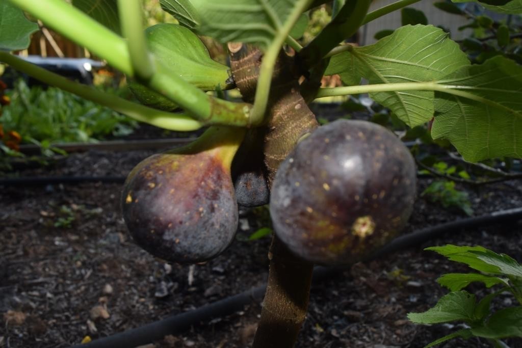 Fig Tree Cuttings. TWO FREE GIFTS. Choose Your Varieties. 50+ varieties!