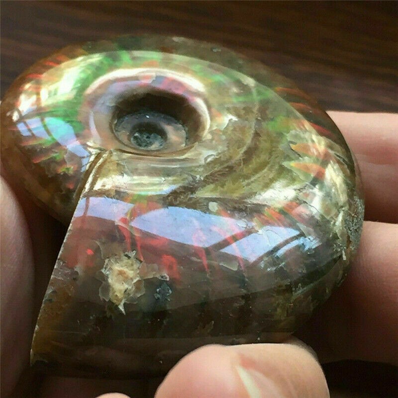 Natural Crystal Iridescent Ammonite Ammolite Facet Specimen Fossil Madagascar @
