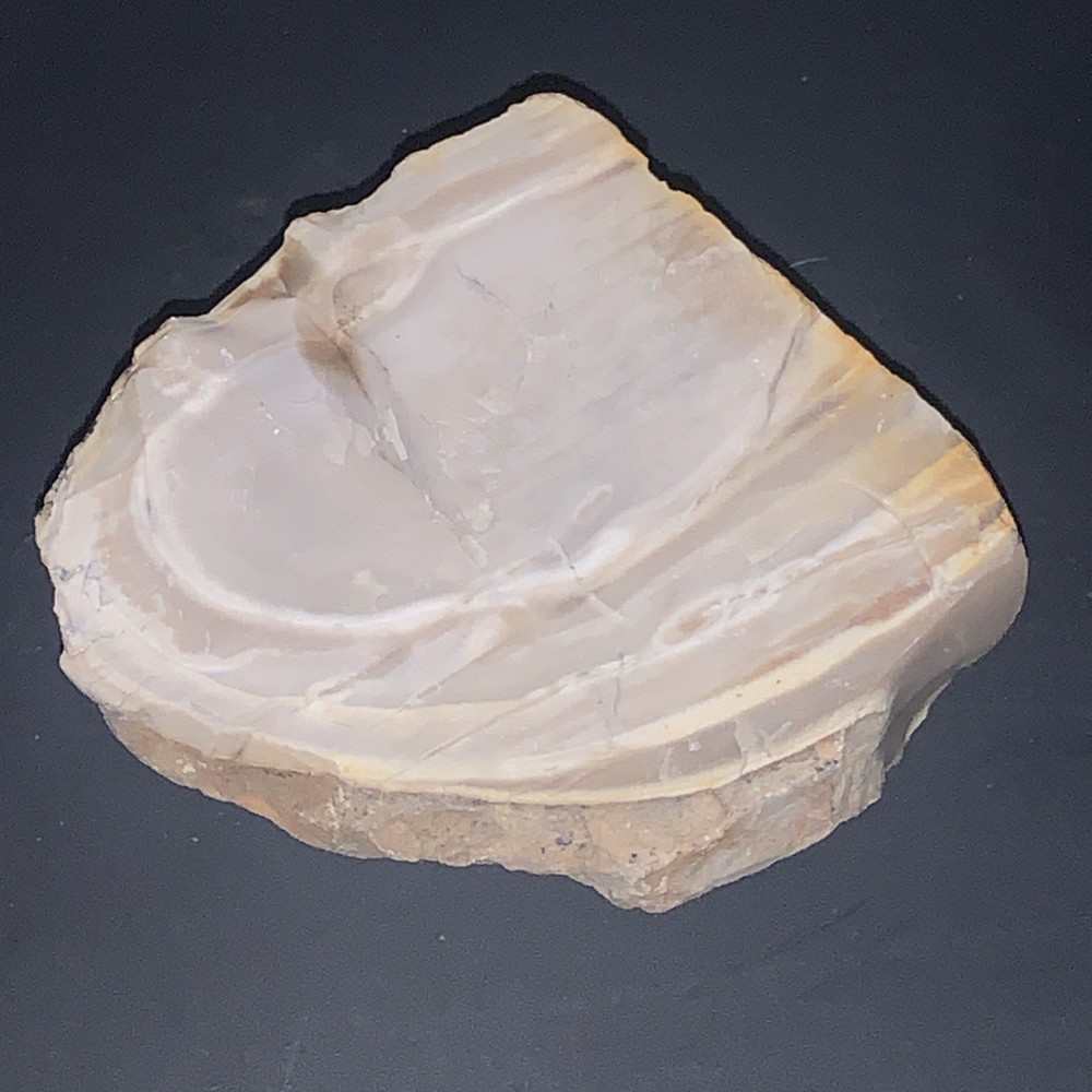 7.6 oz Petrified Wood