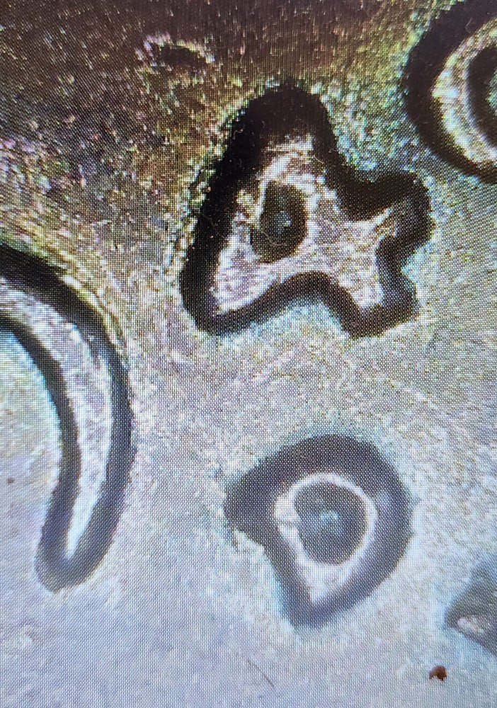 1949 D Planchet Error cent. 🧐🪙 #coin #error #cent