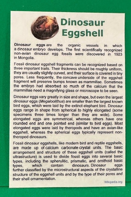 Dinosaur Eggshell Fossil Authentic With Display Case
