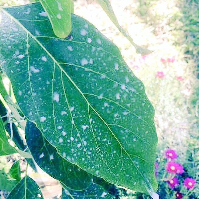 IV Organic 3-in-1 Plant Guard, 1 Pint (WHITE)