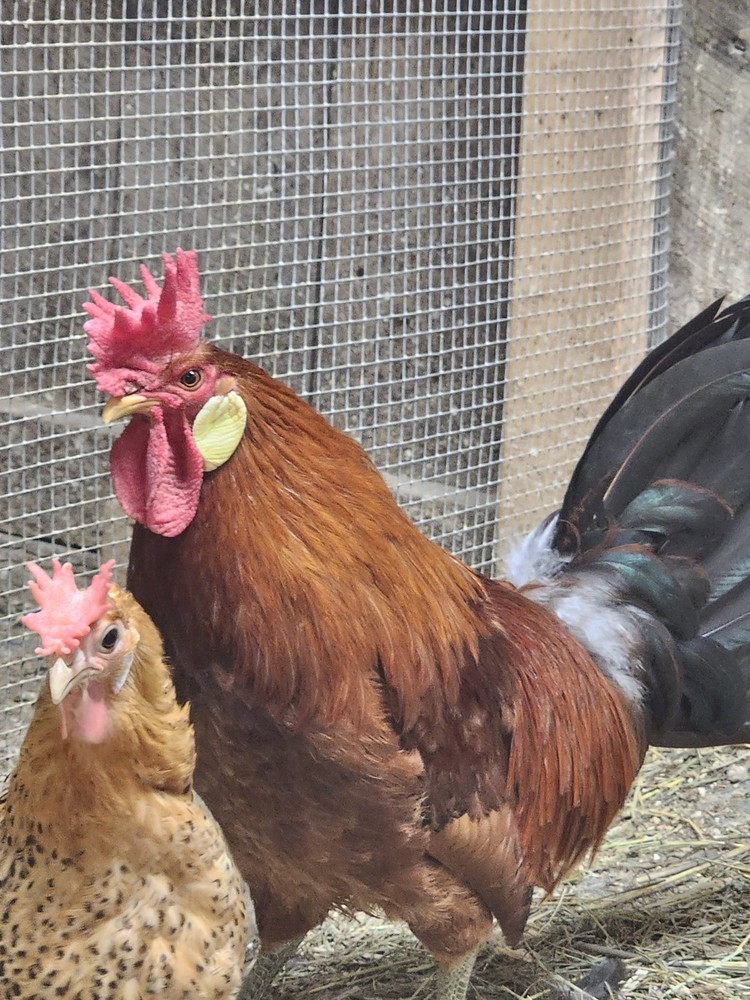 6+Rare Standard Buttercup Chicken Hatching Eggs