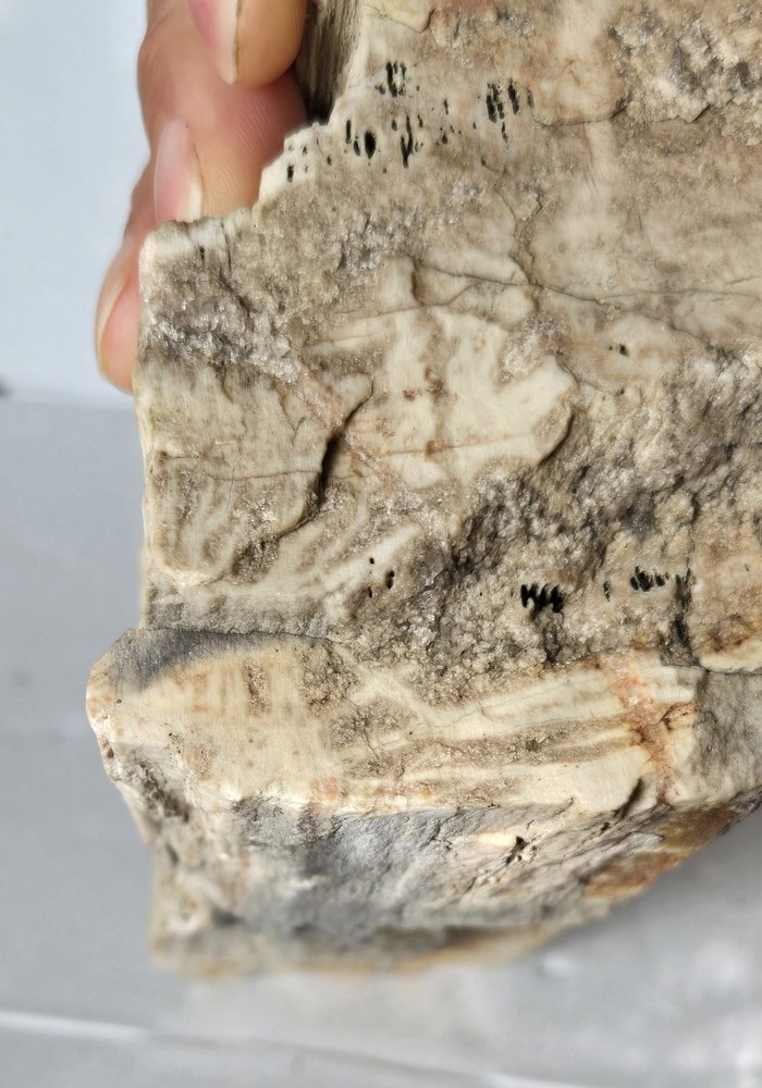 Petrified Wood