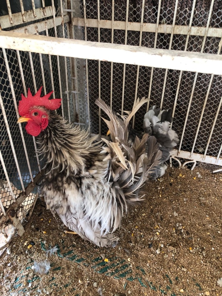 12 Clean Serama Hatching Eggs, Micro, A & B Types / Malay/Trad