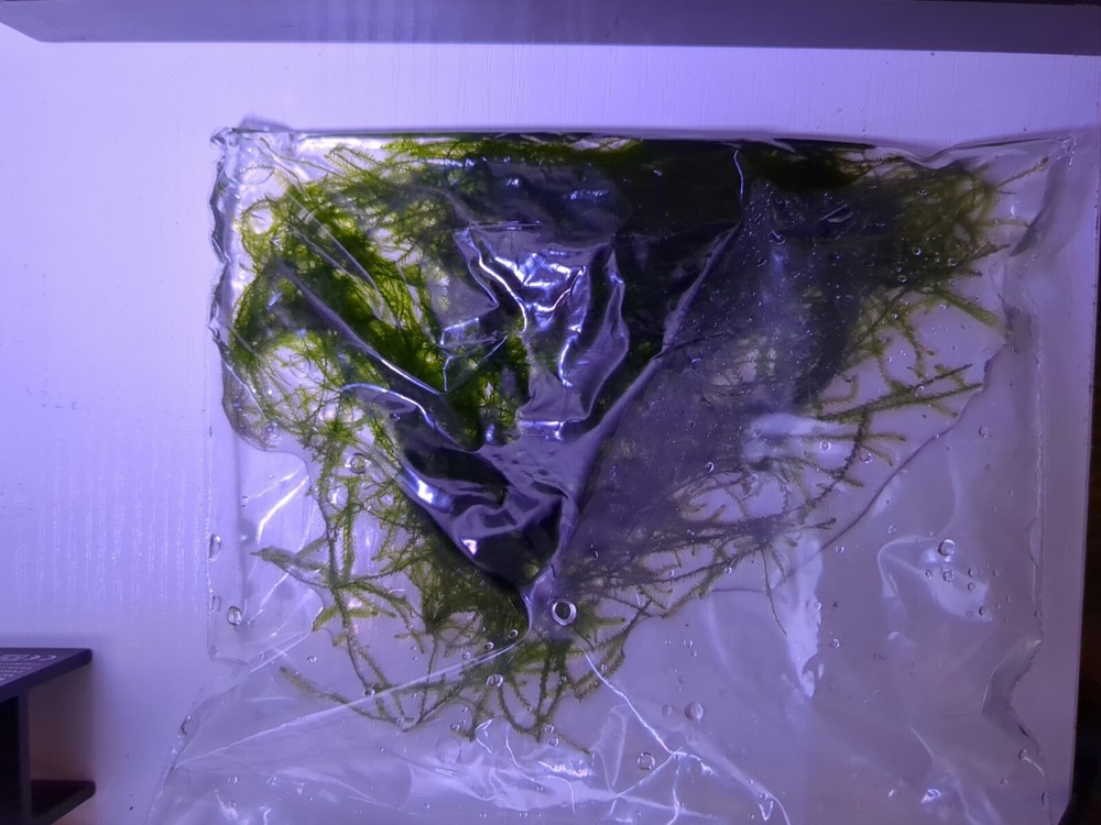 1 Bag Of Java Moss, Aquarium.