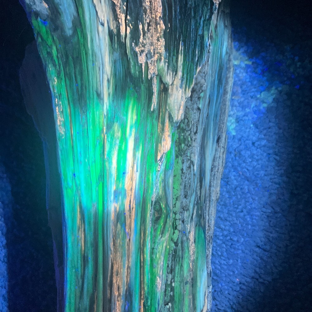 Opalized Petrified Wood Specimen (NM)