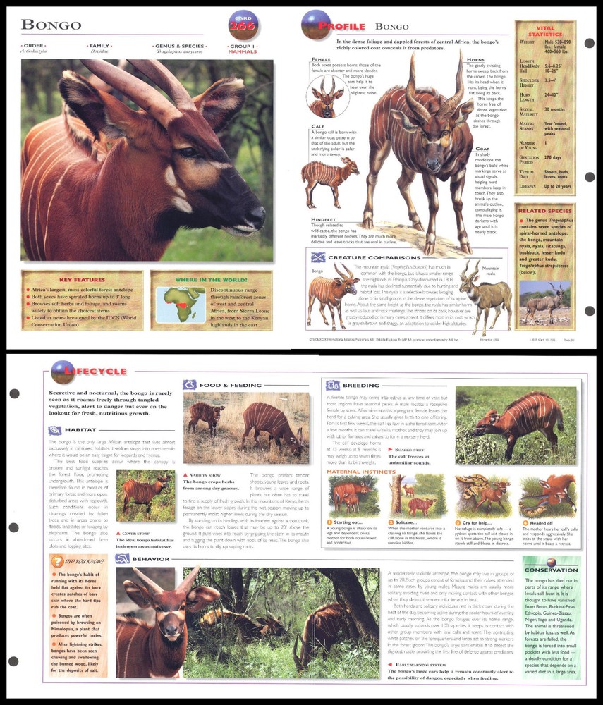 Fold-Out Sheet - Bongo - 266