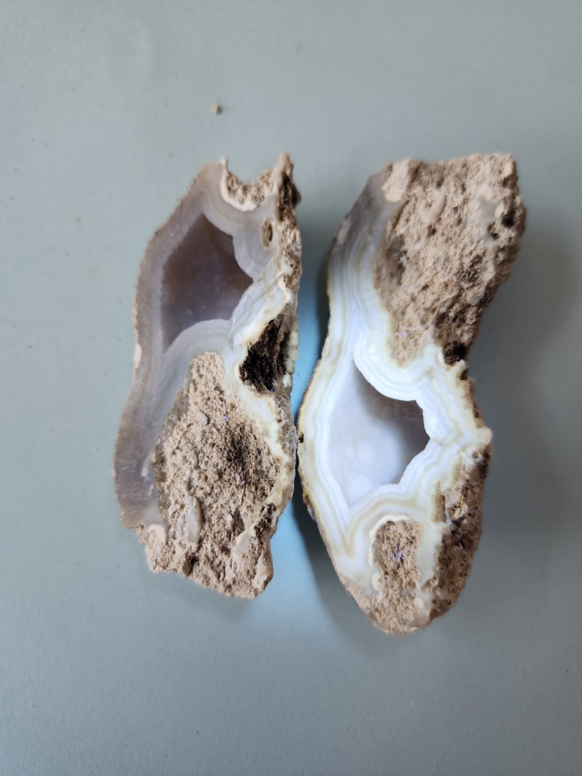 Florida Agatized Coral Fossil Pair, Unpolished Chalcedony Geode Fluorescent!