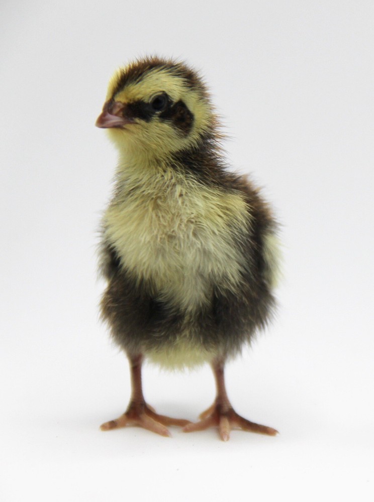 36 Coturnix Quail Hatching Eggs
