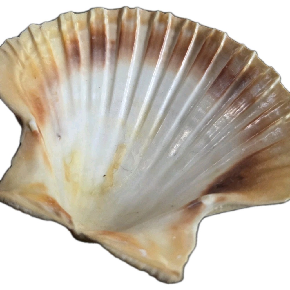 120 mm 4-3/4 GREAT PATTERN Pecten Maximus Scallop Seashells #FSFSDC