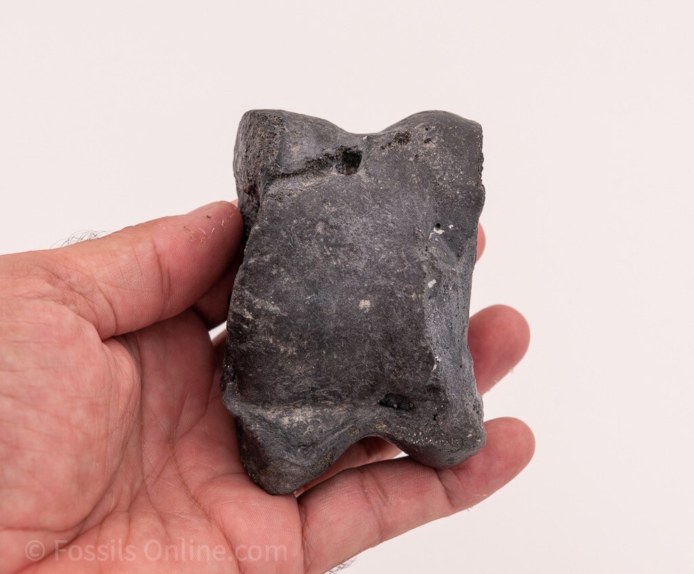 Solid Fossil Bison Astragalus Ankle Bone Venice, FL