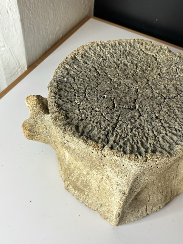 Whale Vertebrae Fossilized LARGE
