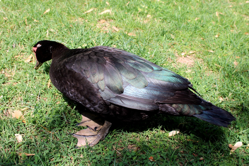 Exhibition Quality Muscovy Hatching Eggs 96% solid BLACK ducks only 12 eggs