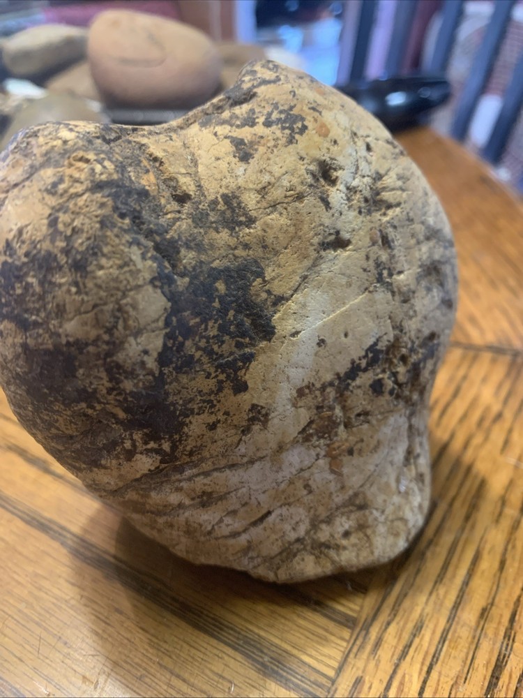 Fossils