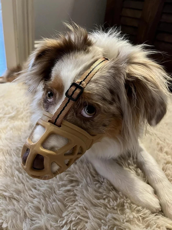 Dog Muzzle, Breathable Basket Muzzles for Small,
