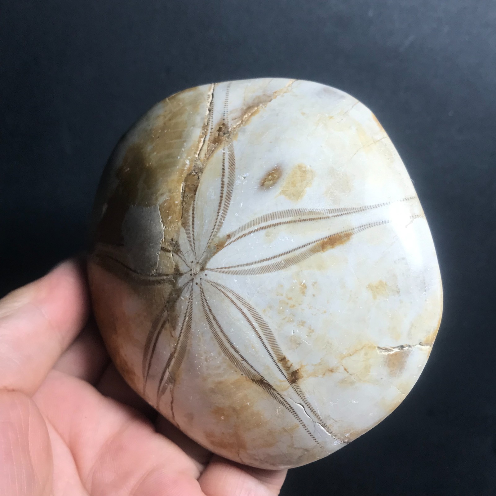 213g Starfish Crystal Specimen 09