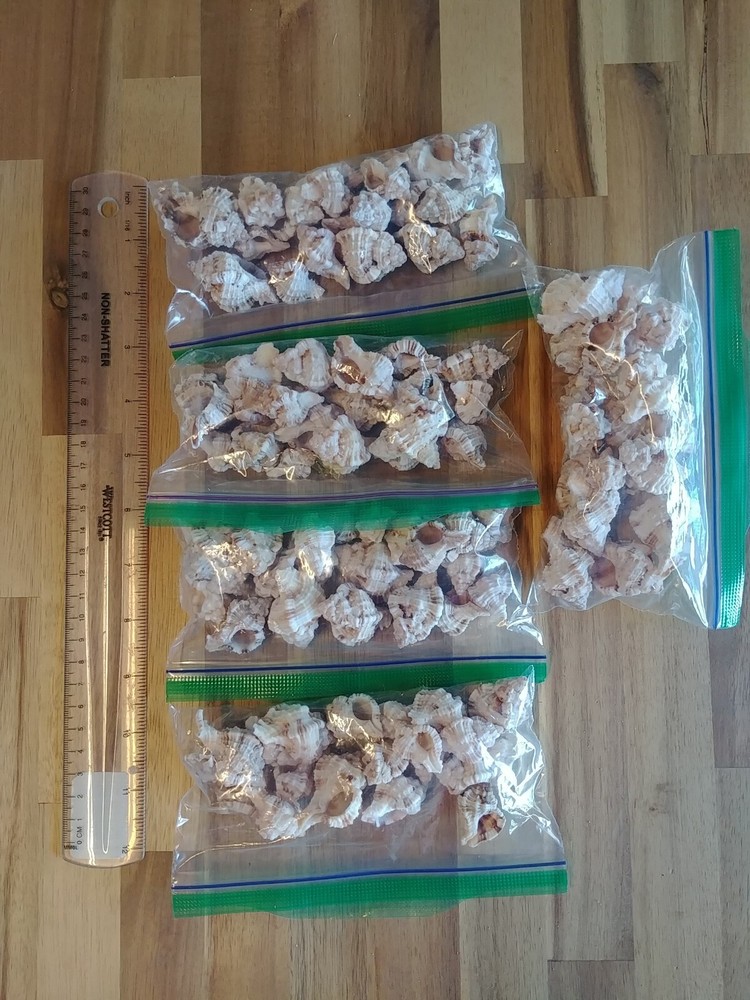 20 Apple Murex Shells
