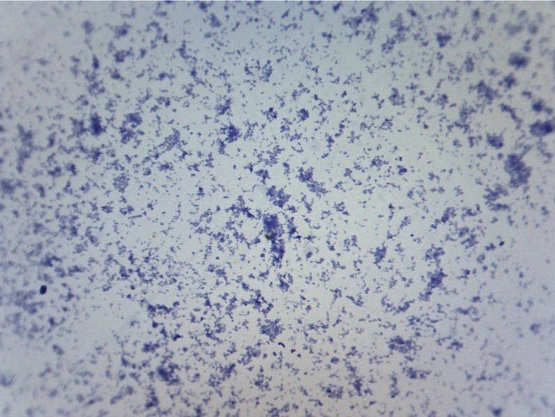 ABGIL Pathogenic Organism (Bacteria) Microscopic Slides