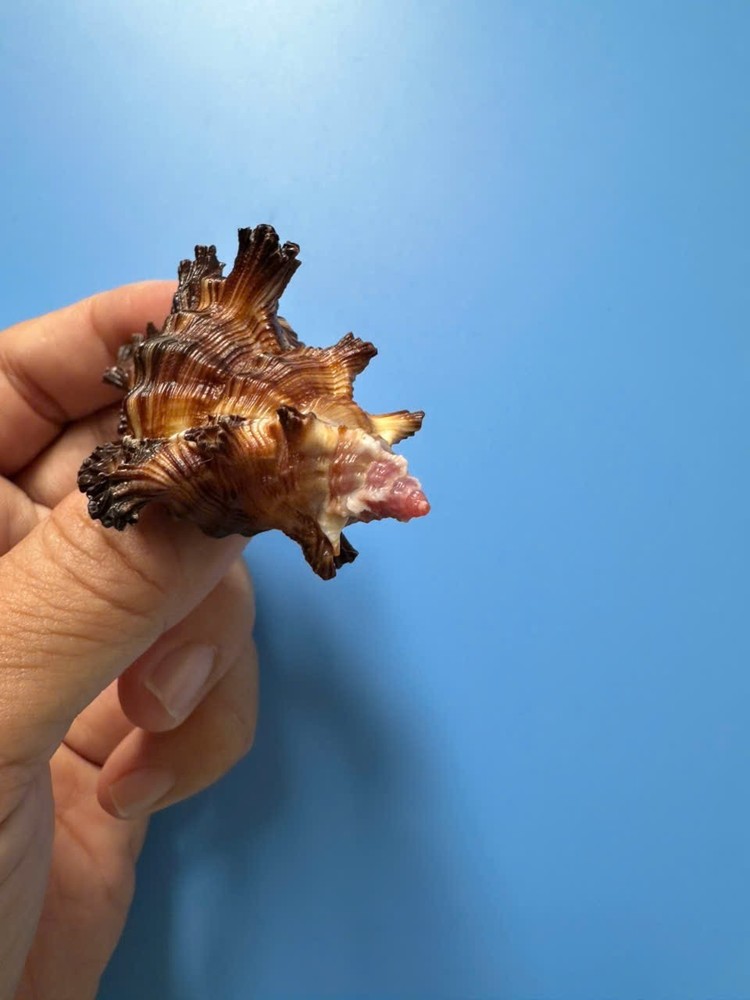 75.9mm | Chicoreus Palmarosae| Dark Color | Beautiful shell
