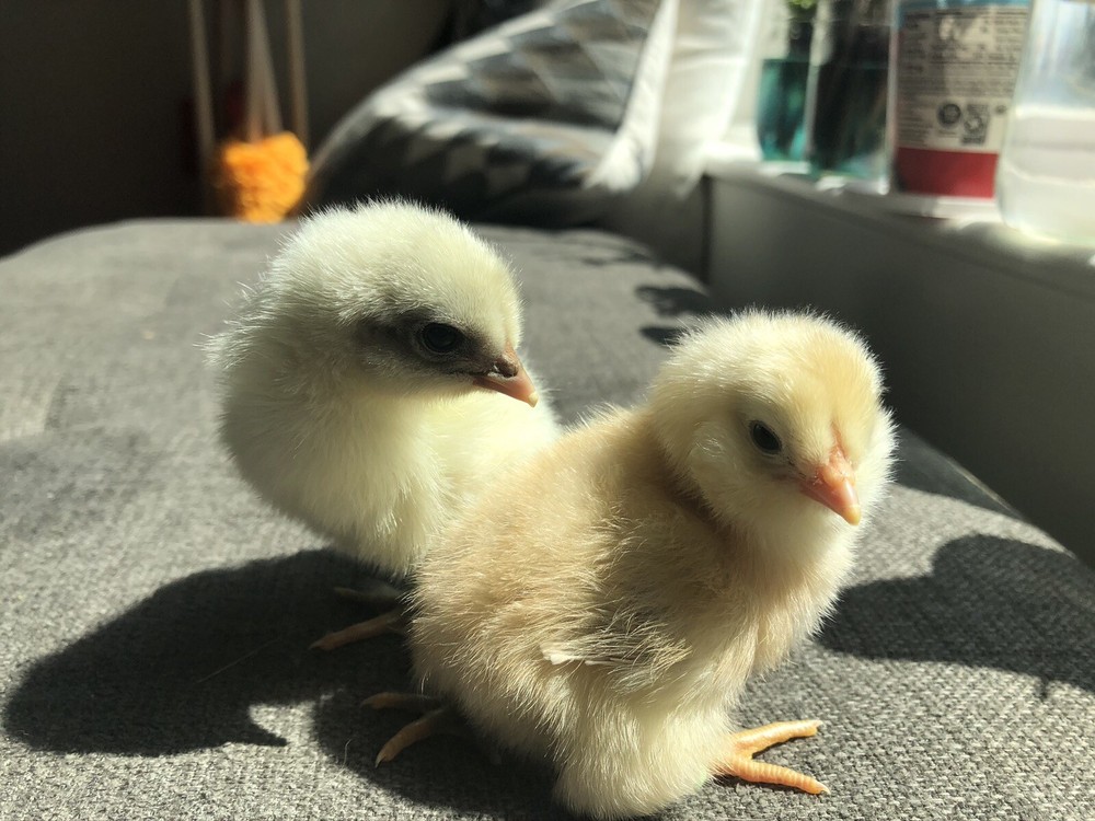 Hatching Eggs OLIVE 6+ extras EE Marans Olive / Mint / Sage / Green Rainbow