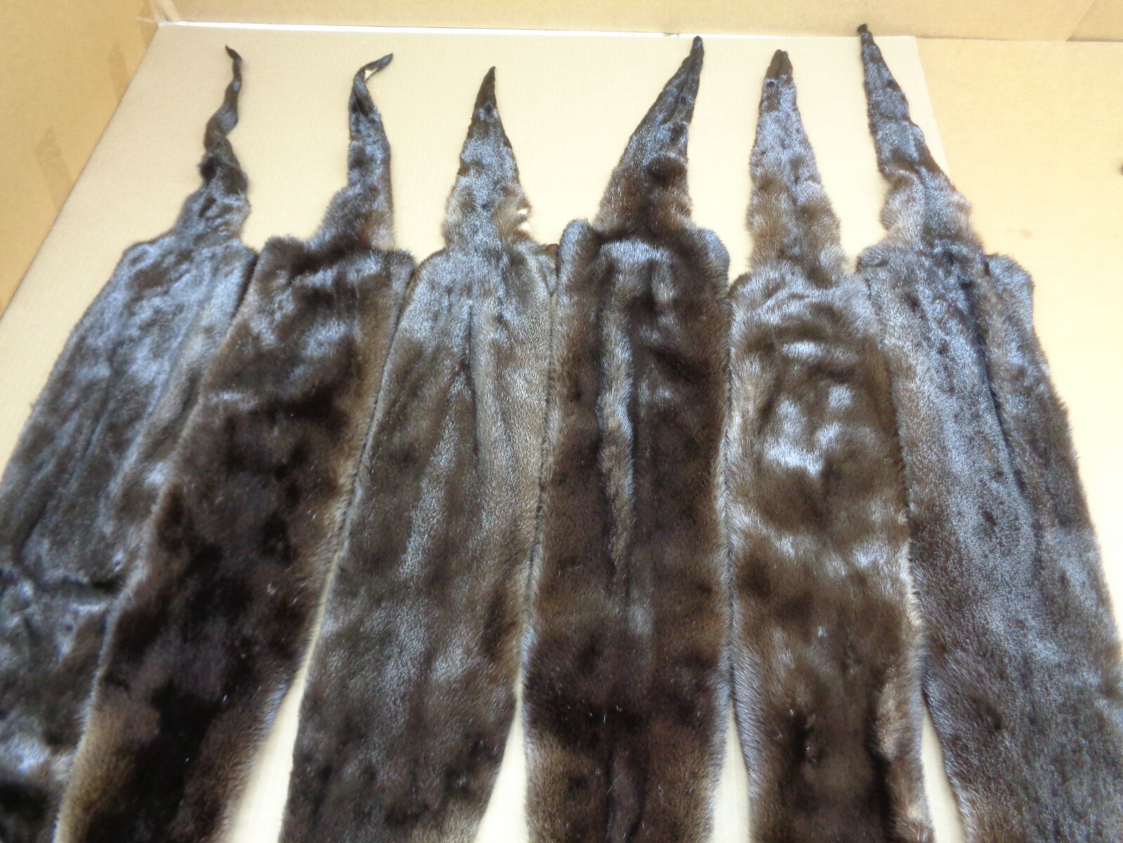 Tanned North American Dark River Otter, Lontra canadensis, soft furs, pelts