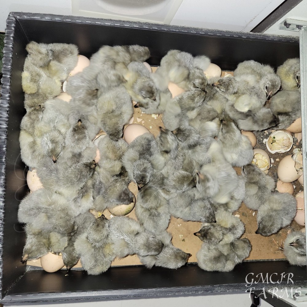 12 +2/ RARE BREED Lavender Orpington Hatching Eggs