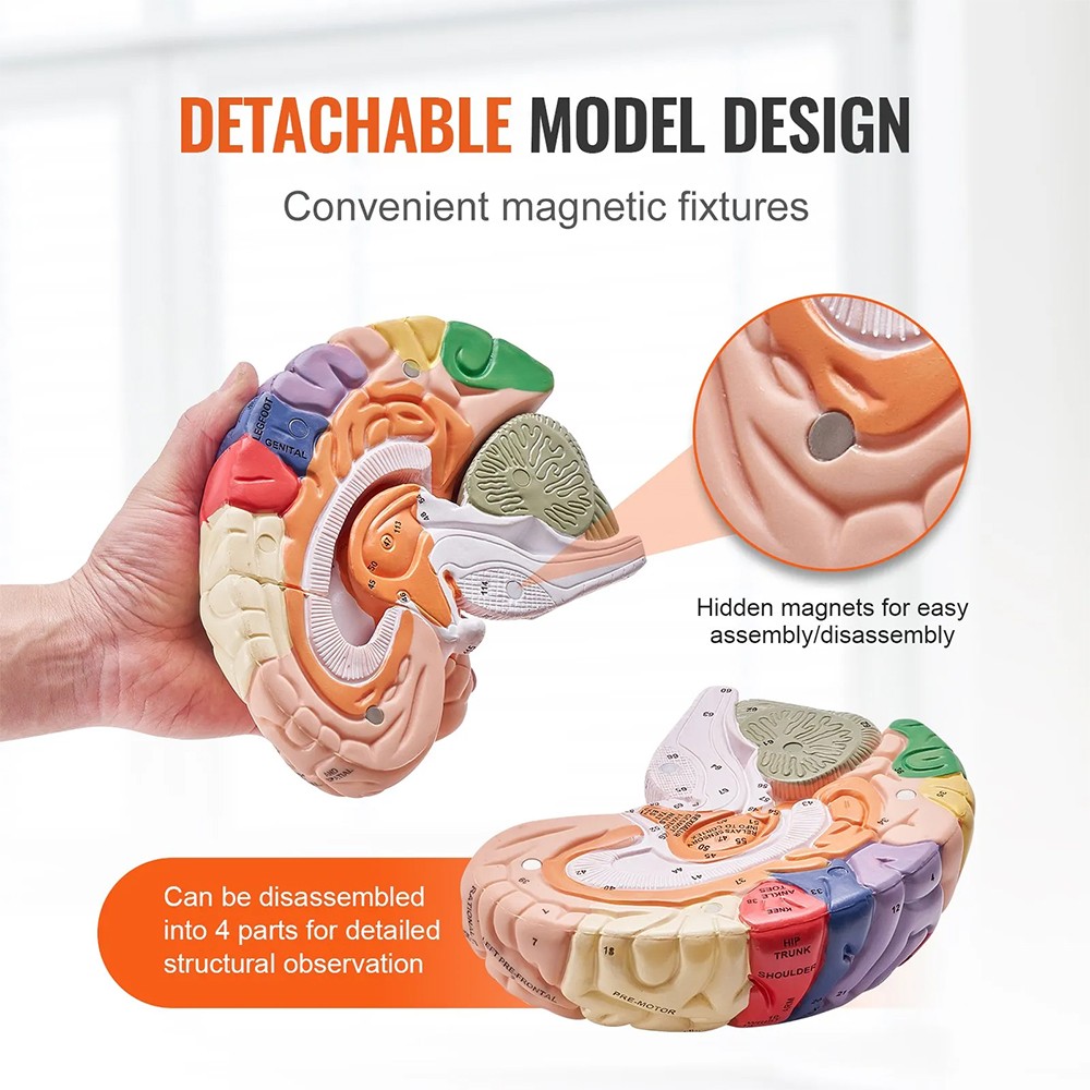 Human Brain Model Anatomy Teaching Brain Model 4-Part Labeled 2X Enlarged