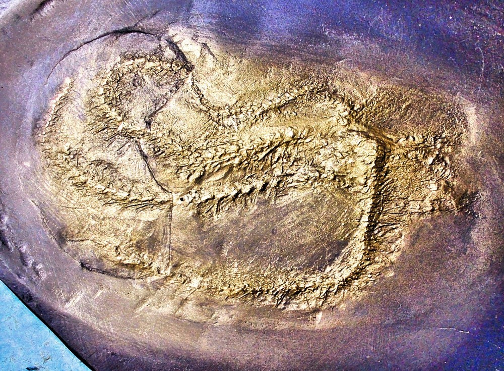 Rare, detailed 7cm complete Eospondylus primigenius : Dev. Bundenbach, Germany