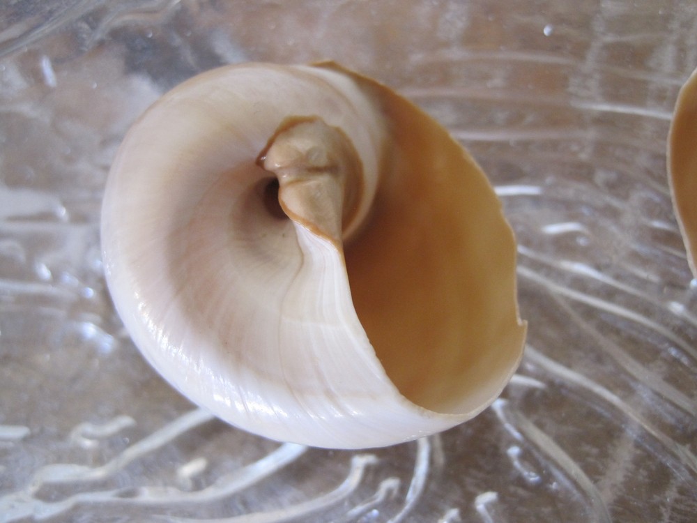 Whale Eye Seashells - Natural shells,- Beach Home Decor -Nautical Supply -Shells