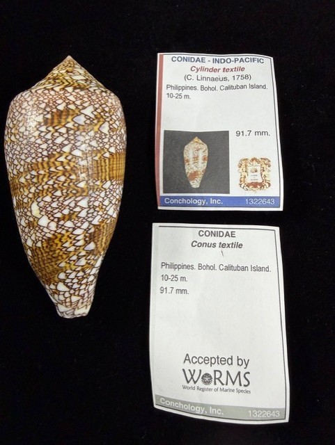 Conus Textile Shell 91.7mm Large Cone shell Bohol, Calituban Island W/Data