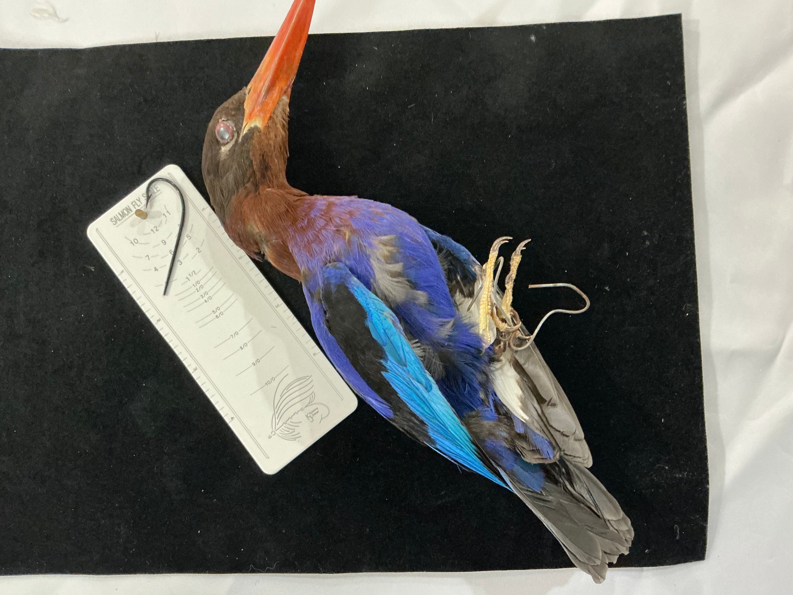 Purple Kingfisher Bird Mount