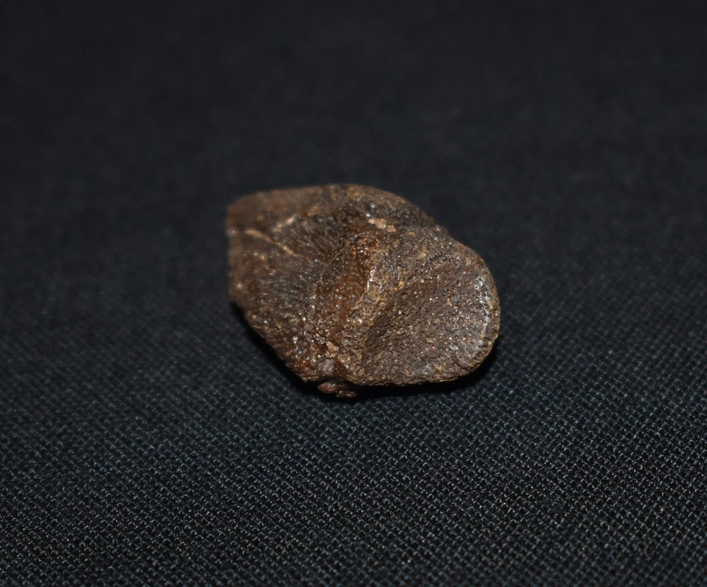 Excellent Small Fossil Tortoise Claw Core/ Toe Bone