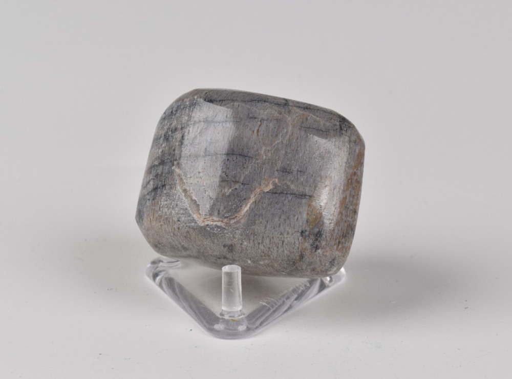 Polished Dinosaur Bone from Morocco  3.9 cm # 21589