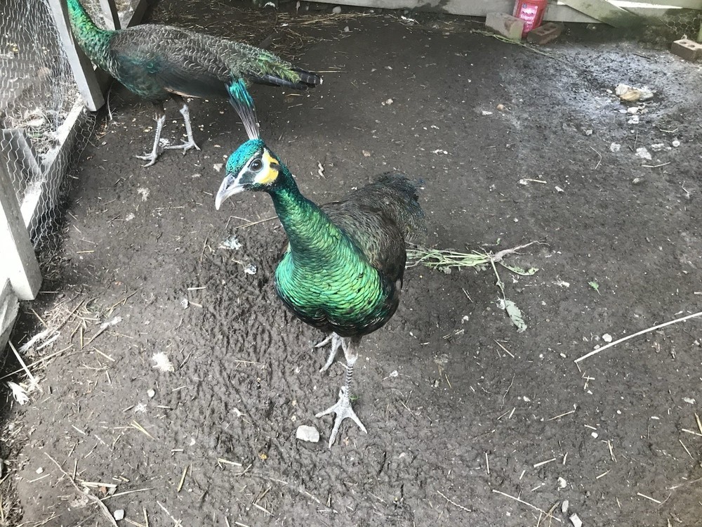 3 Java Green Purple Spaulding hatching eggs.