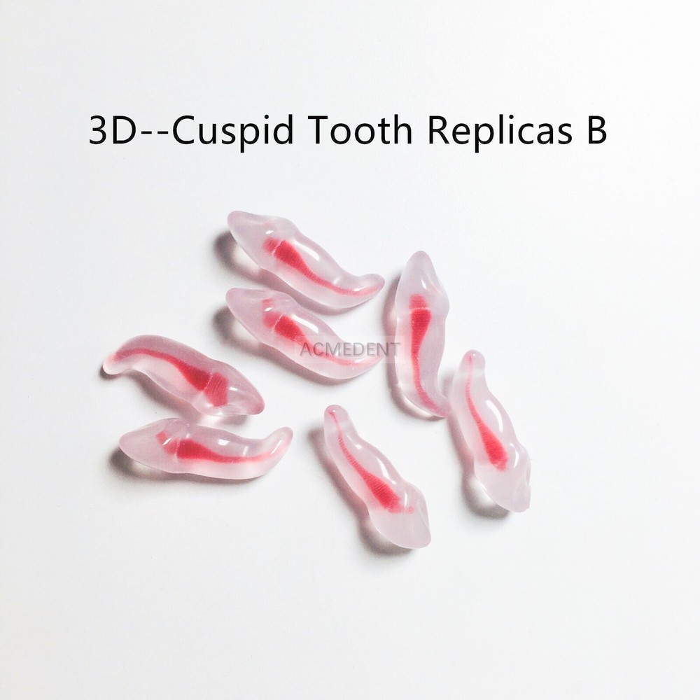 1Piece Dental 3D Teeth Replica