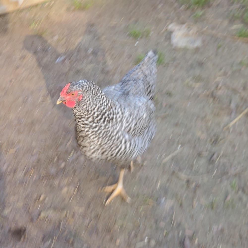 10+ Heritage Dominique Hatching Eggs
