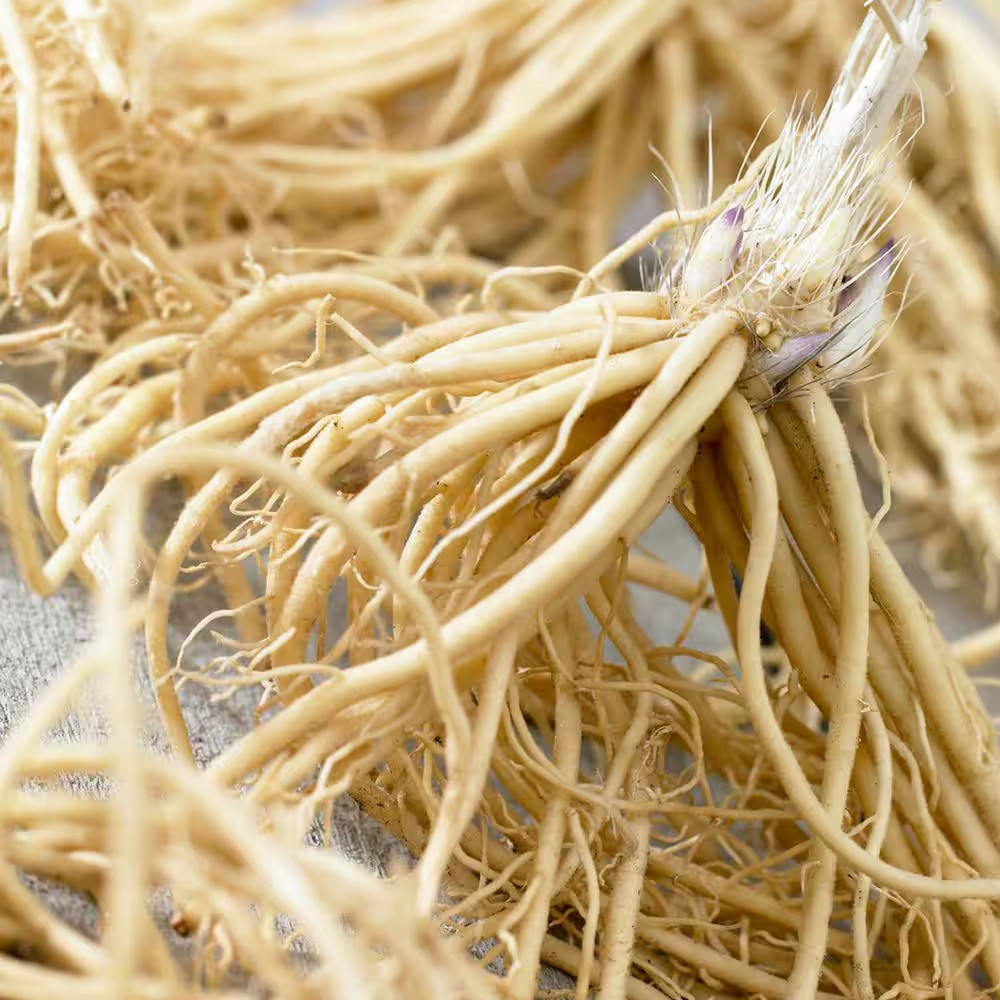 Hostas Premium Blend Roots (6-Set)