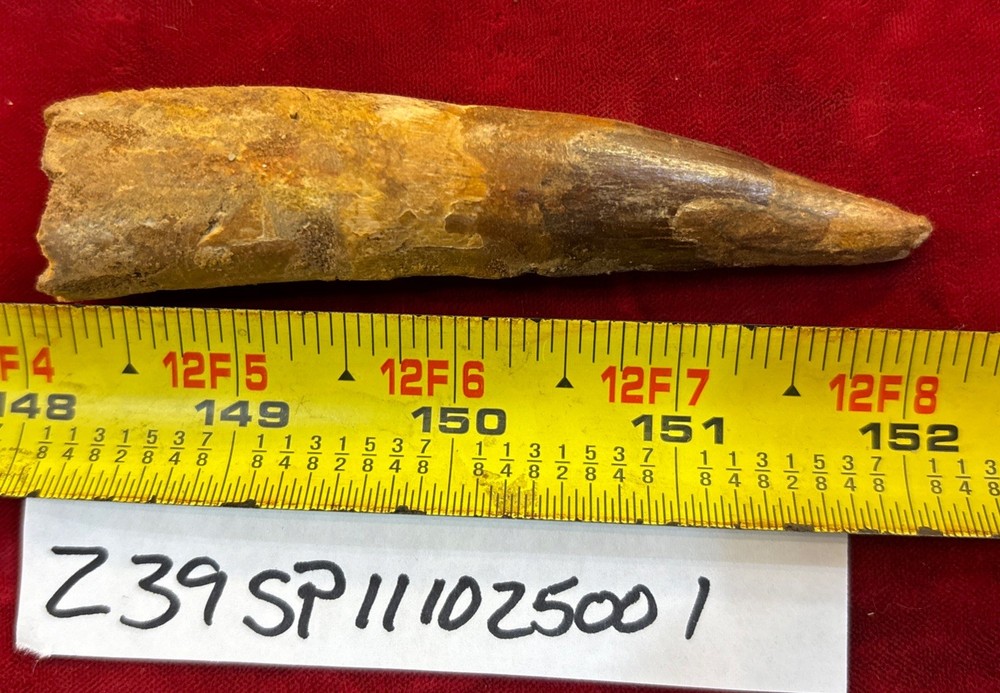 3 7/8 inch spinosaurus tooth