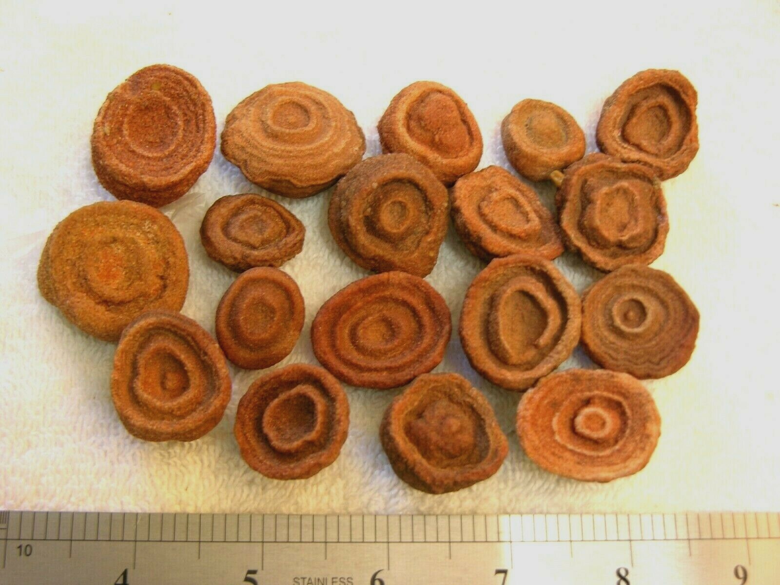 Stromatolite fossils ancient earth life 1 billion years 4 fossils per winner