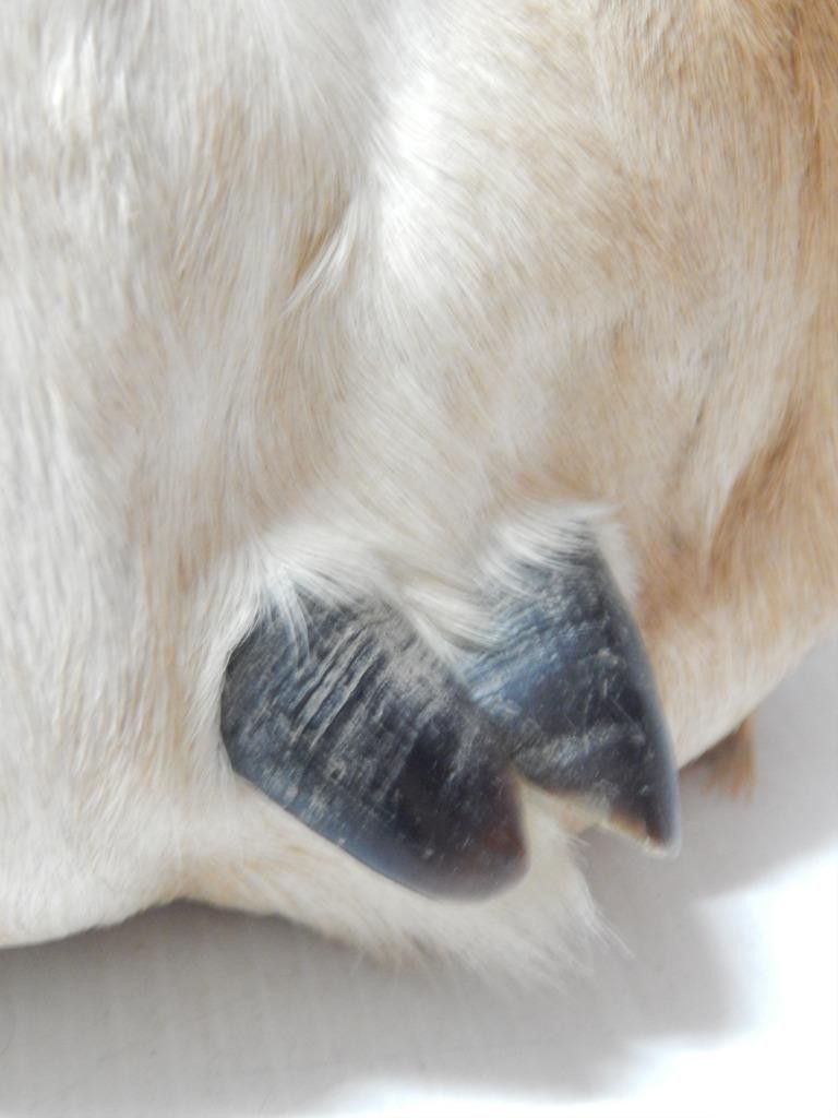 VINTAGE BLACKFEET PIEGAN INDIAN POUCH ELK HOOF BAG POUCH - XLNT CONDITION - NR